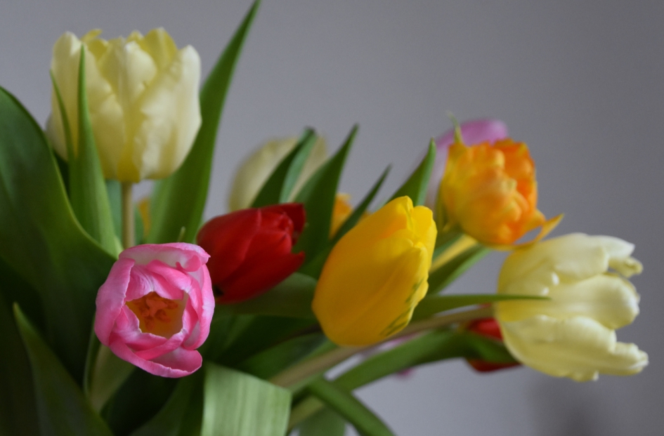 Tulpen - Planten - 