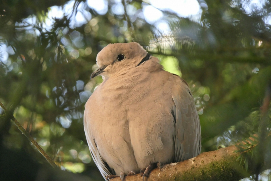 Turkse tortel - Vogels - Turkse tortel