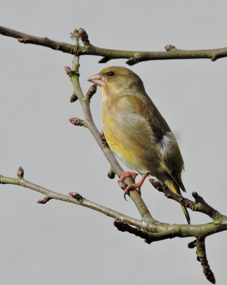 Tussen de eerste knoppen