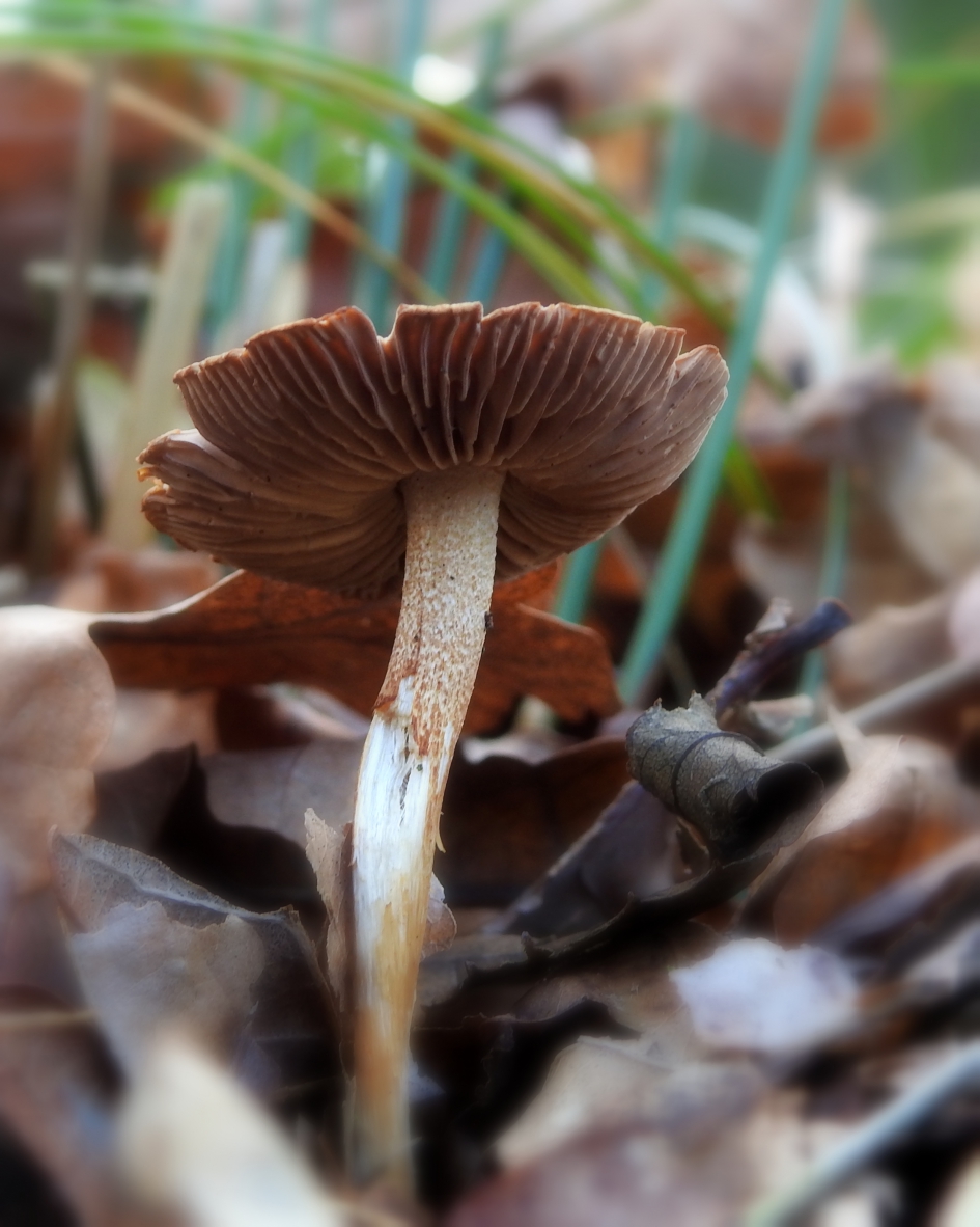 Tussen de oude blaadjes - Schimmels - 