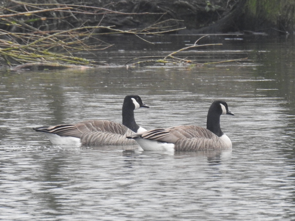 Twee Canadese ganzen - Vogels - Canadese gans