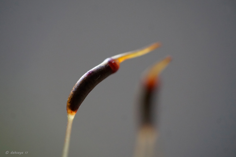 Twee sporenkapsels - Planten - 