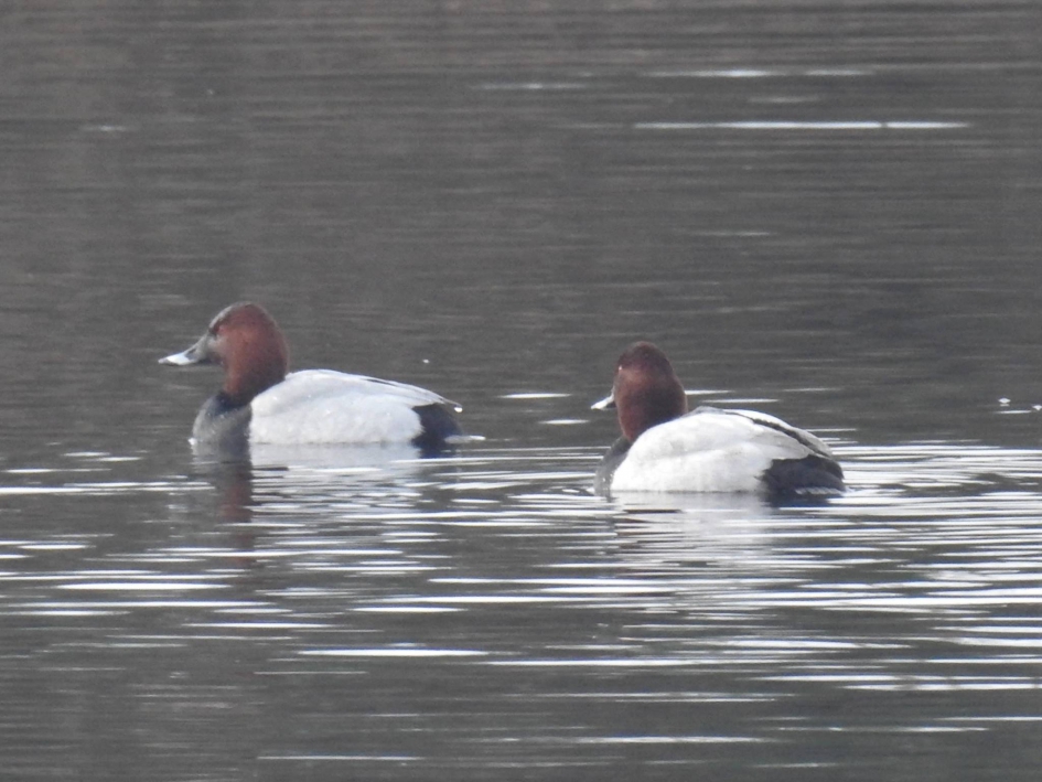 Twee tafeleendmannetjes - Vogels - Tafeleend