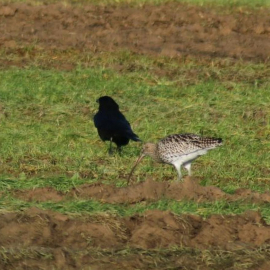 Twee vogels dichtbij elkaar - Vogels - Wulp