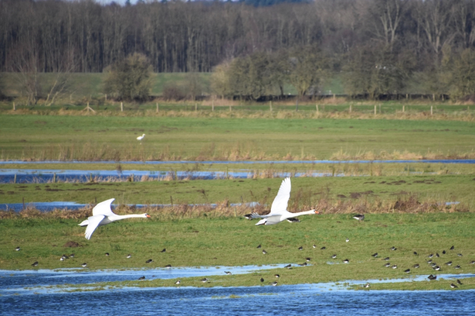 Twee zwanen - Vogels - 