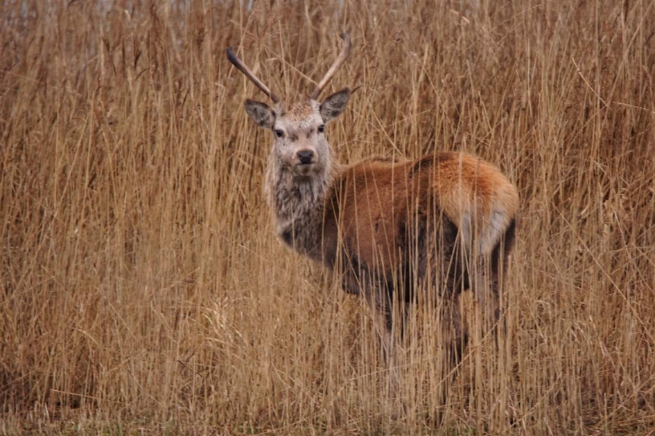 Uit de oude doos van gisteren - Zoogdieren - Edelhert