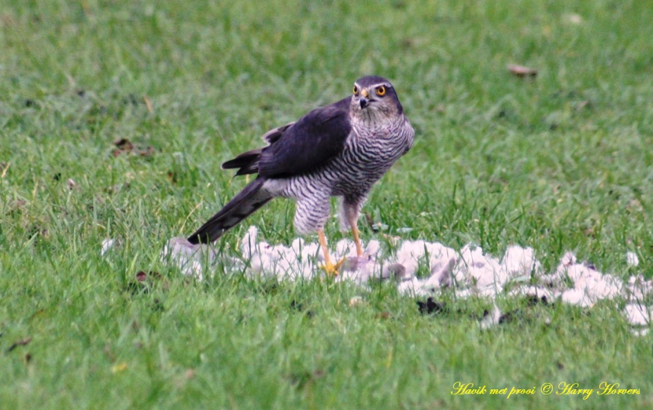 Vanuit de huiskamer.2 - Vogels - Havik
