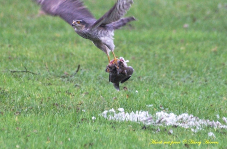 Vanuit de huiskamer.3