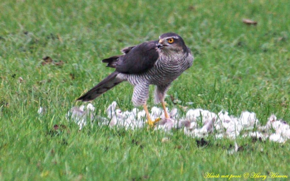 Vanuit de huiskamer - Vogels - Havik