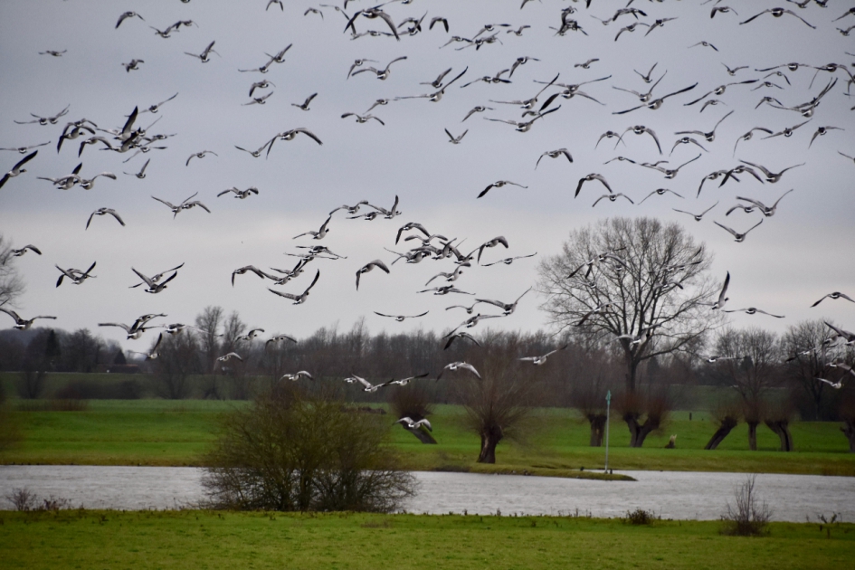 Veel ganzen... - Vogels - 