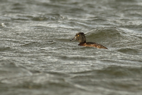 veel golfslag voor deze kuifeend -v-