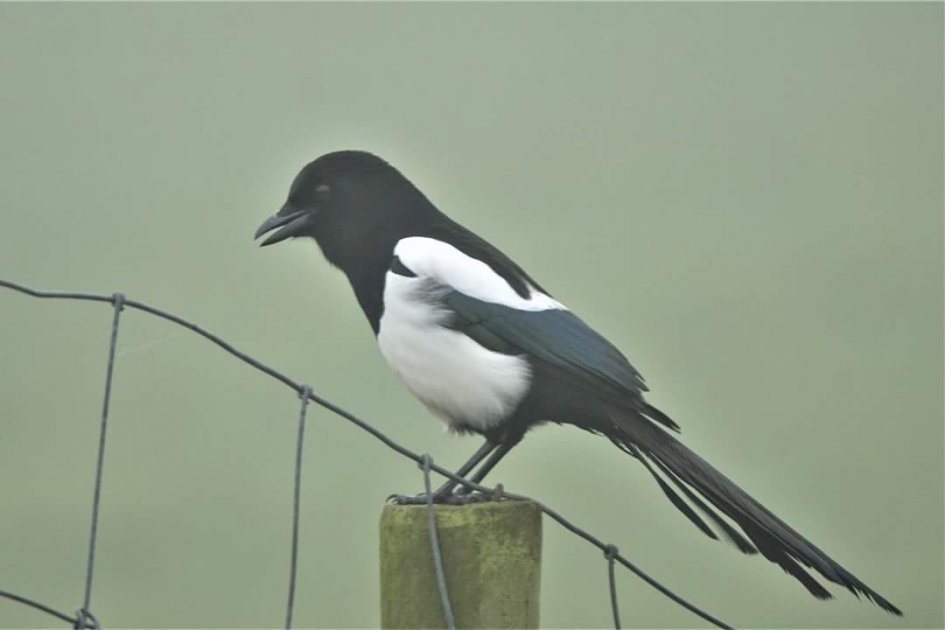 Verbaasde ekster - Vogels - Ekster