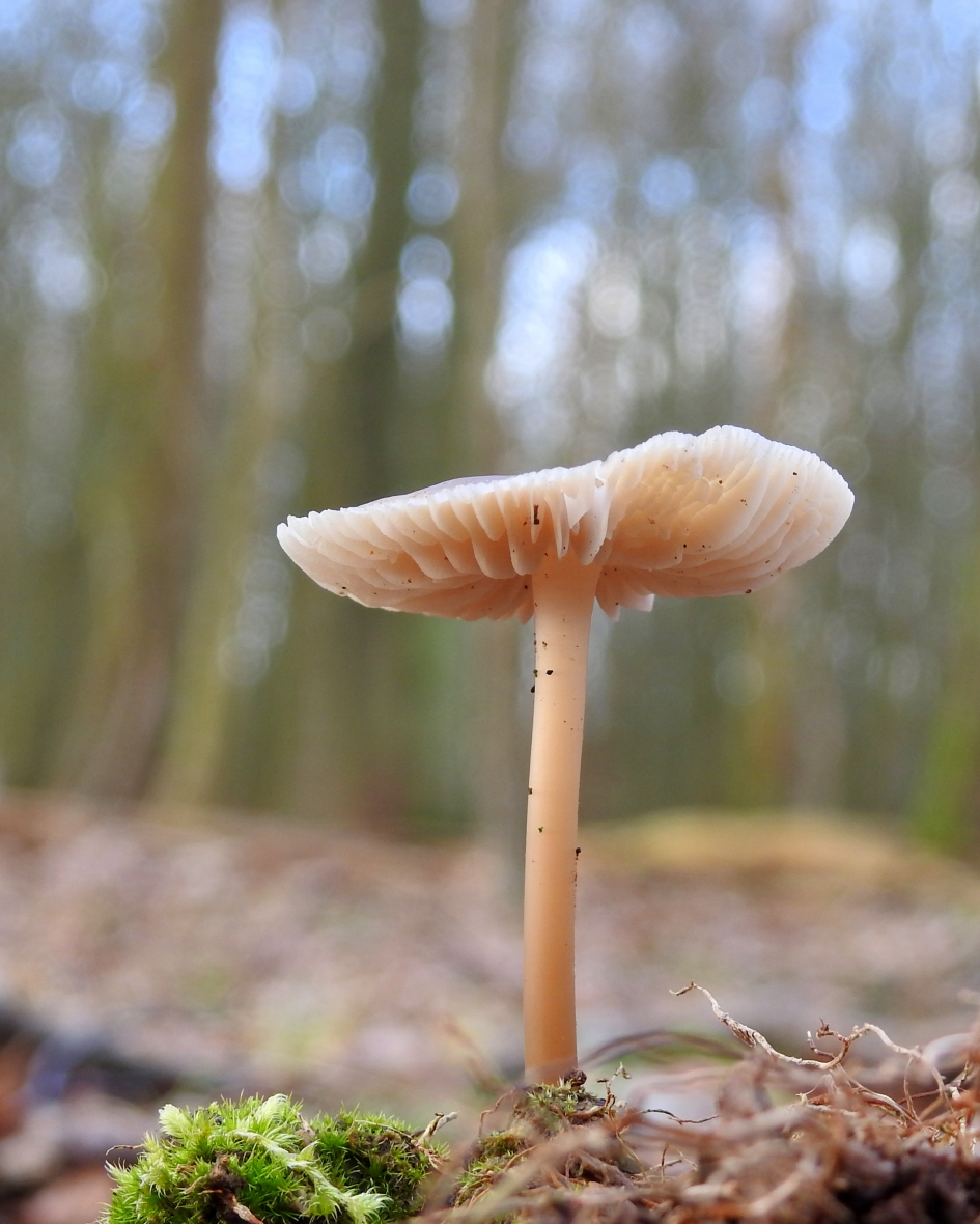 Verrassing in het bos - Schimmels - 