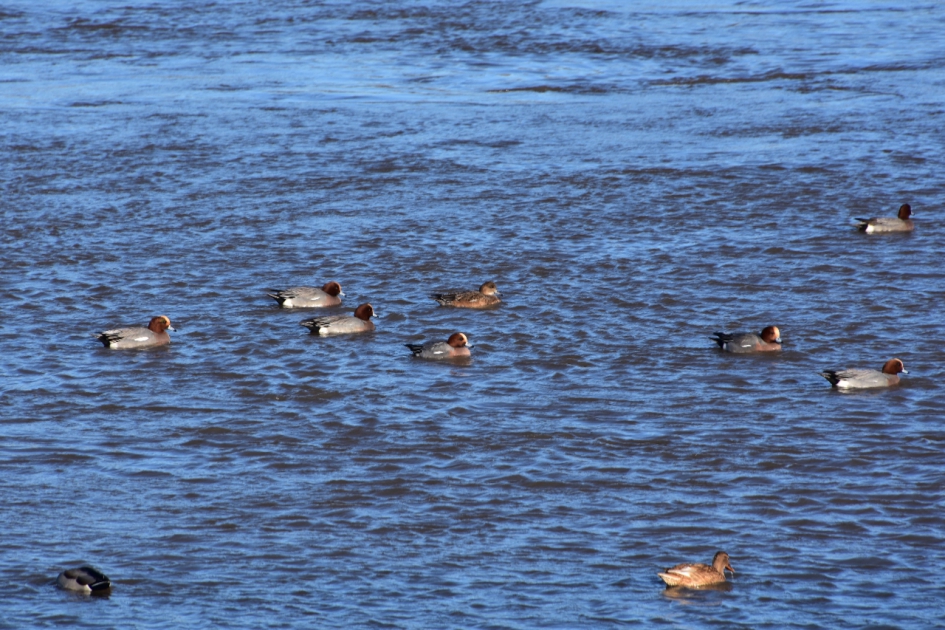 Verschillenden eenden - Vogels - 