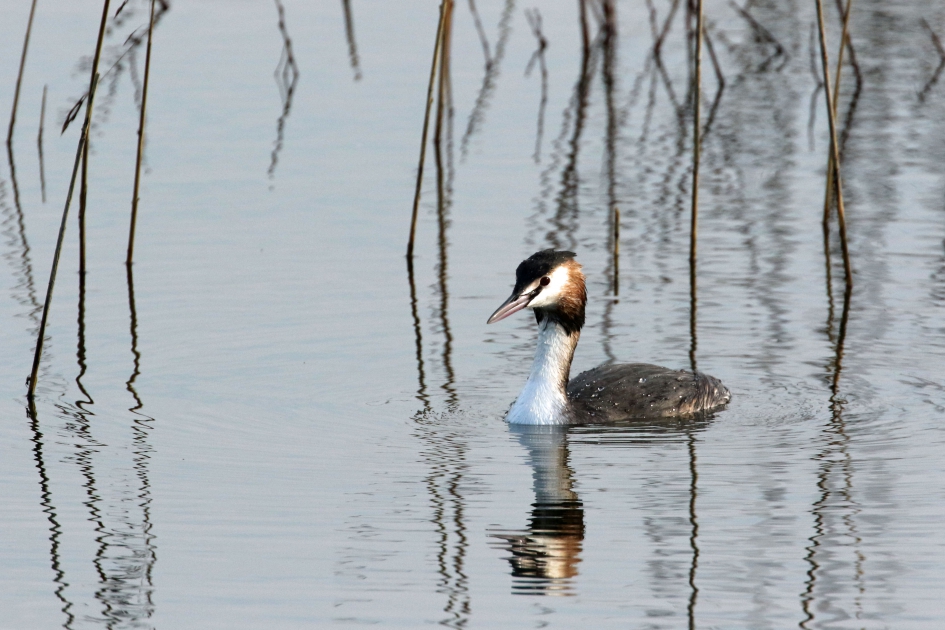 Verstilde pracht - Vogels - 