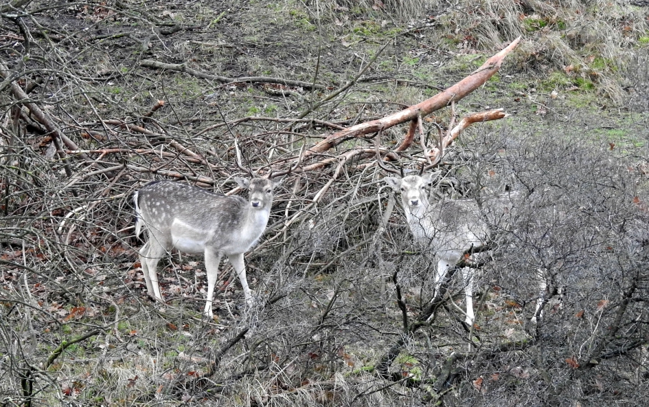 Vijftig tinten grijs - Zoogdieren - Damhert