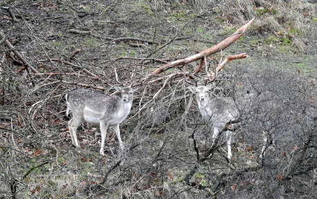 Vijftig tinten grijs