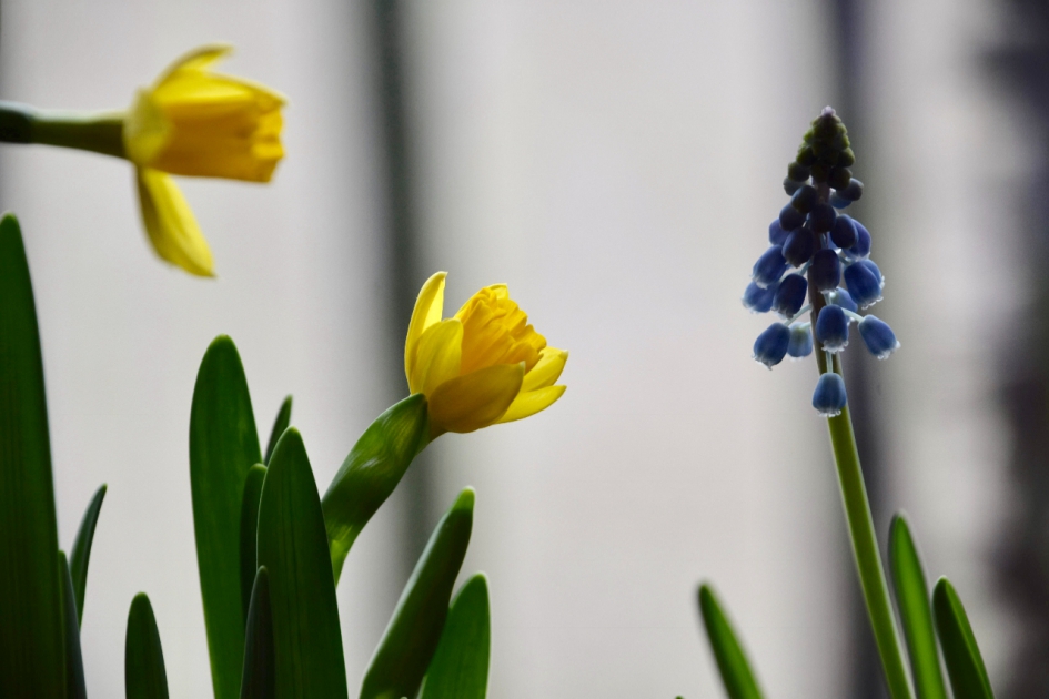 Voorjaar - Planten - 