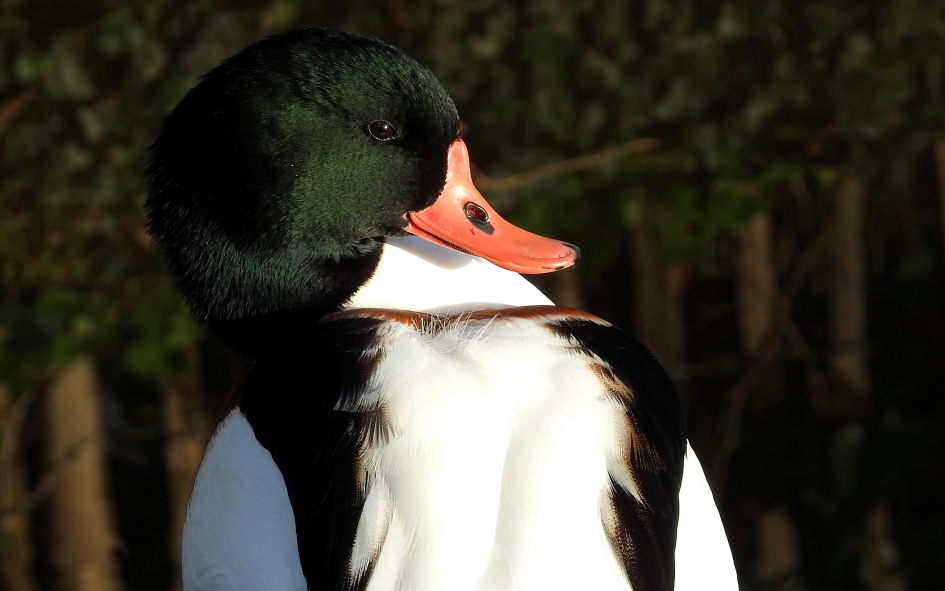 Vriendelijke eend - Vogels - Bergeend