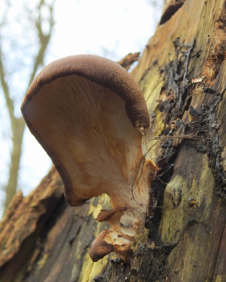 Vrouw zonder gezicht
