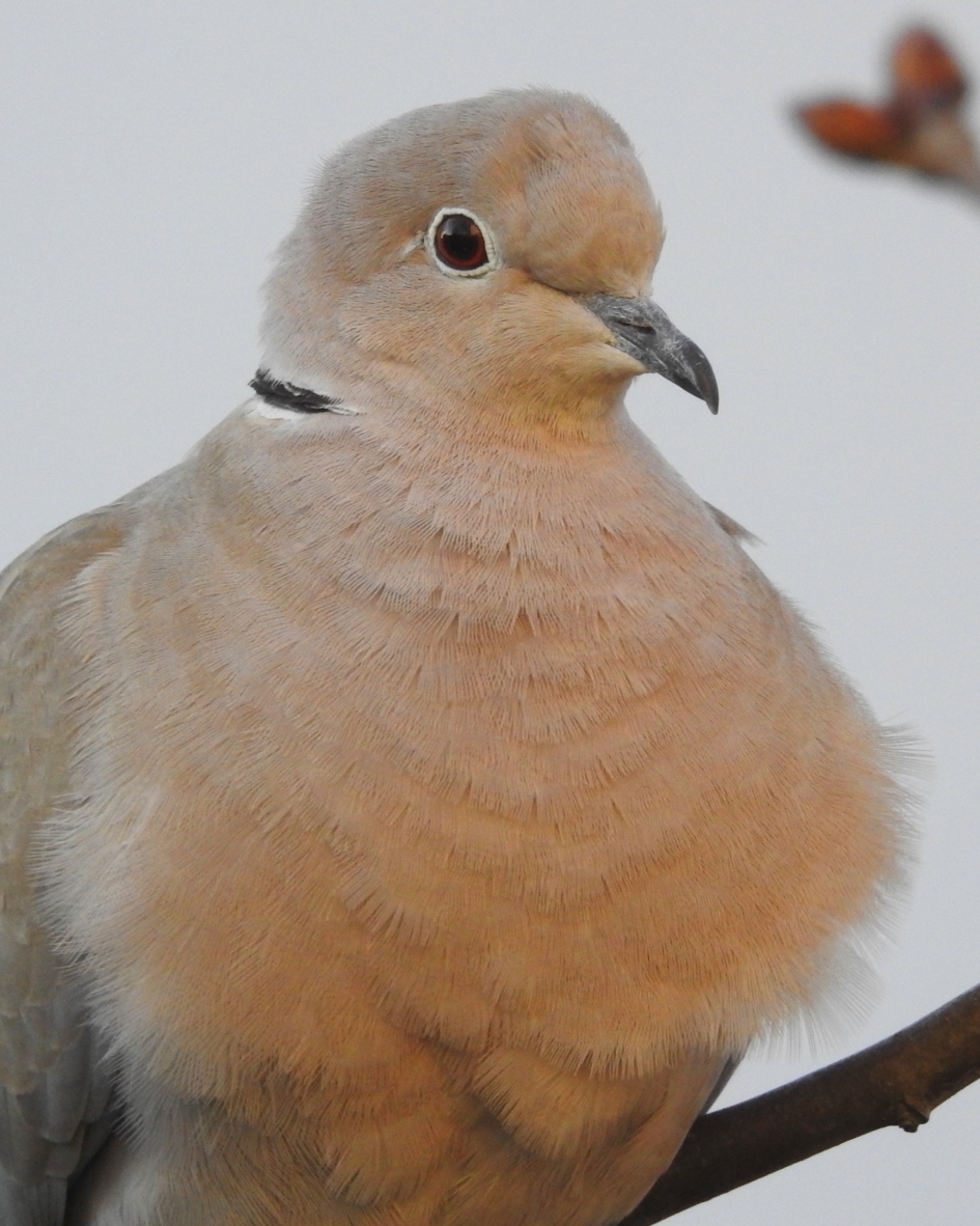Warmtjes in de veren - Vogels - Turkse tortel