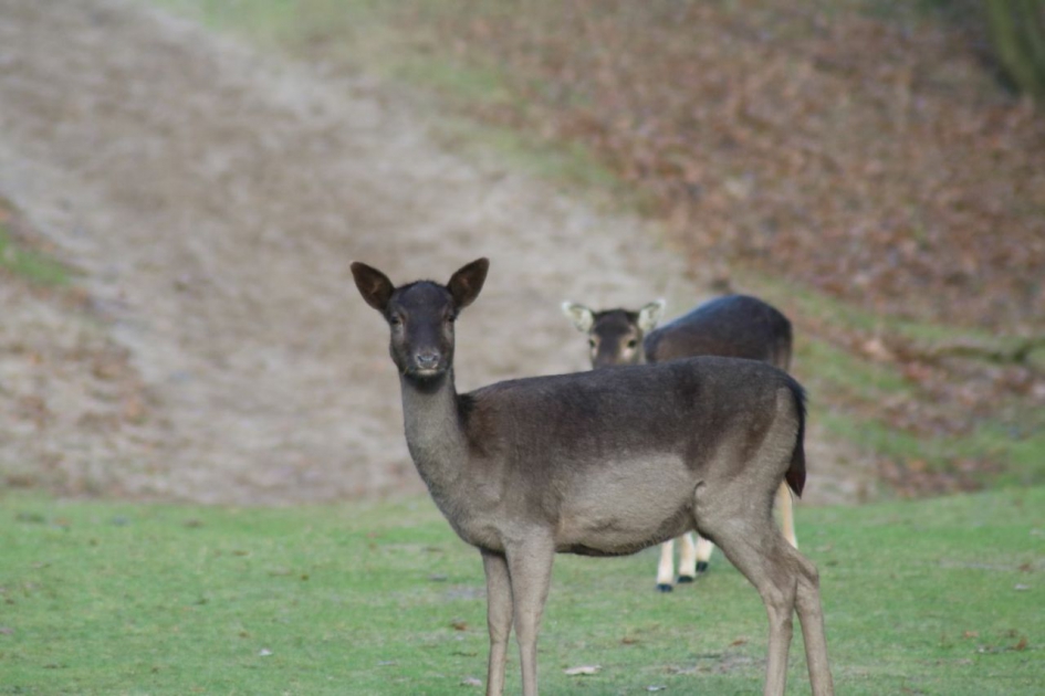 Wat ben je aan het doen? - Zoogdieren - Damhert