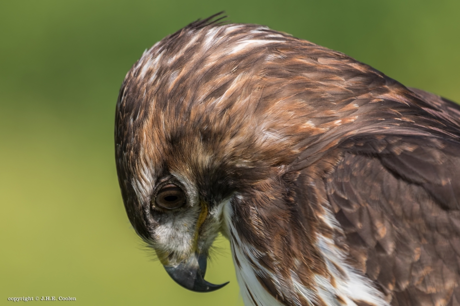 Wat zie ik.... - Vogels - Buizerd
