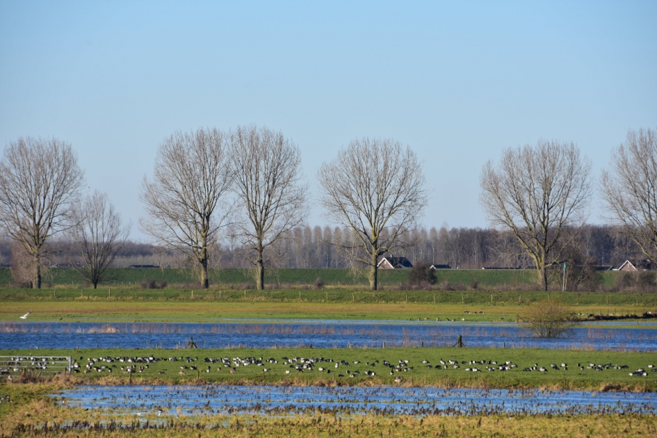 Watervogels in de uiterwaarden.. - Vogels - 