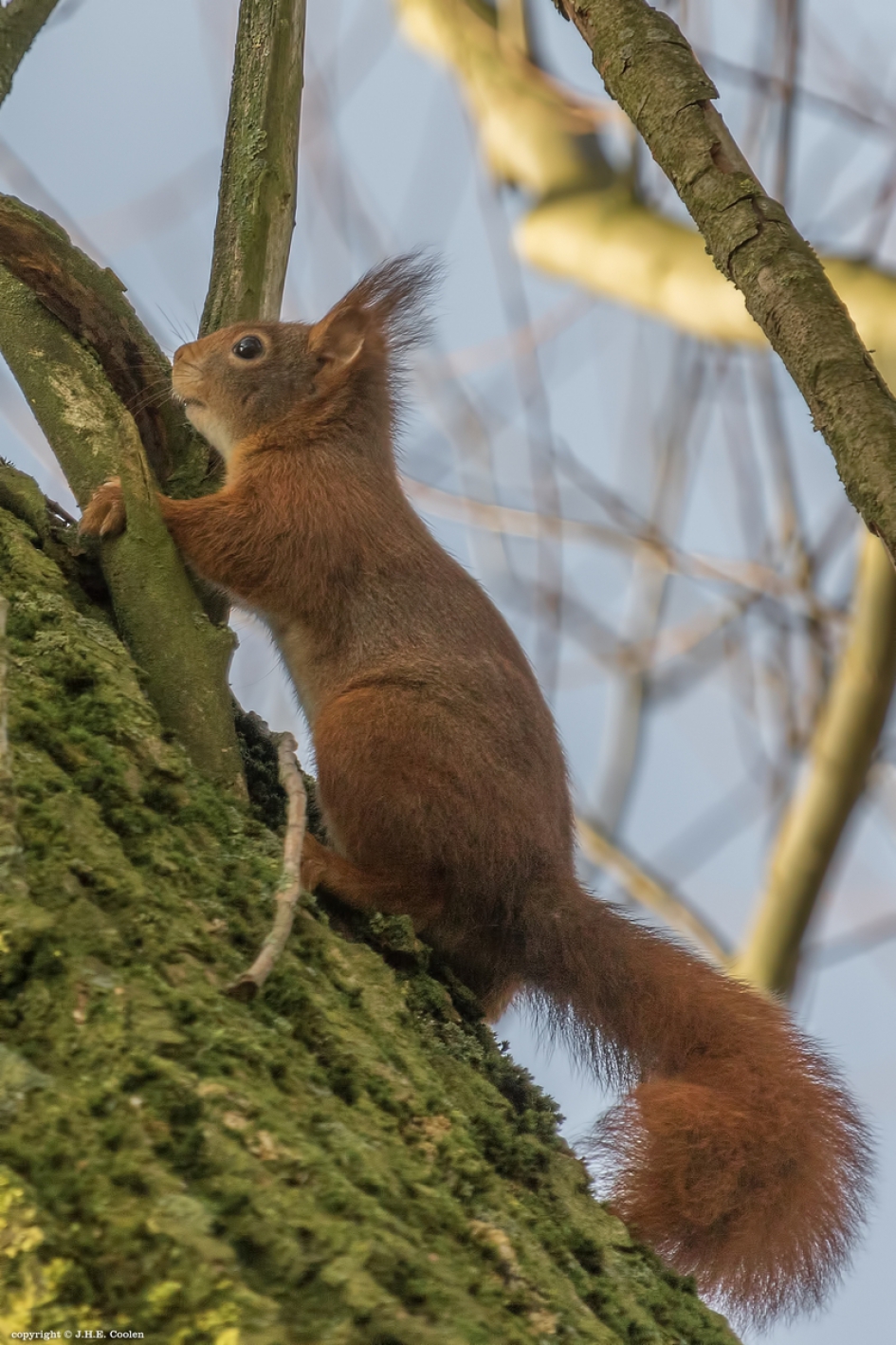 Weer zichtbaar - Zoogdieren - Eekhoorn