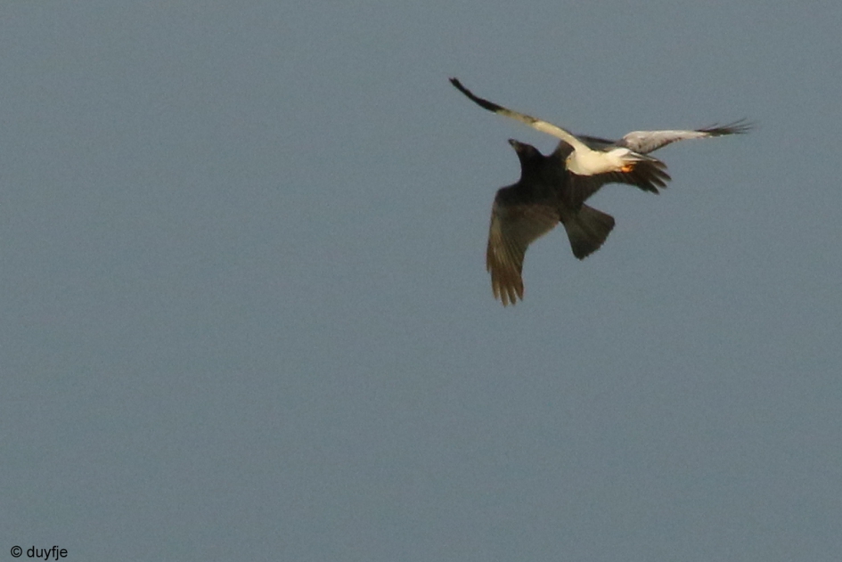 Weg jij! - Vogels - Kraai en Kiekendief