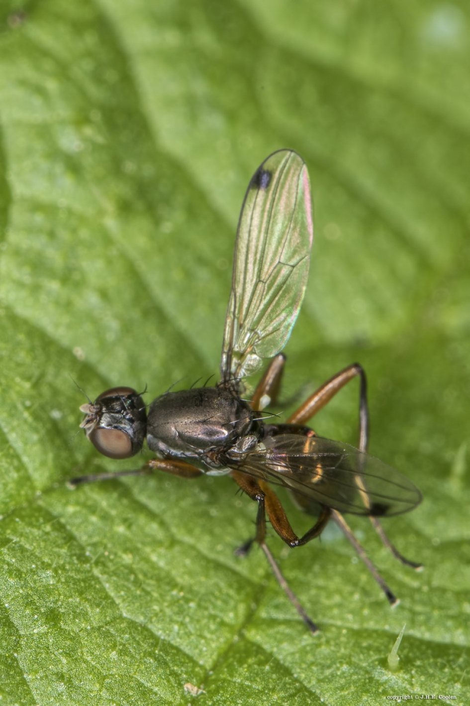 Wenkvliegje - Geleedpotigen - Wenkvlieg