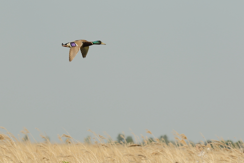 wilde eend -m- met tegenwind..... - Vogels - 