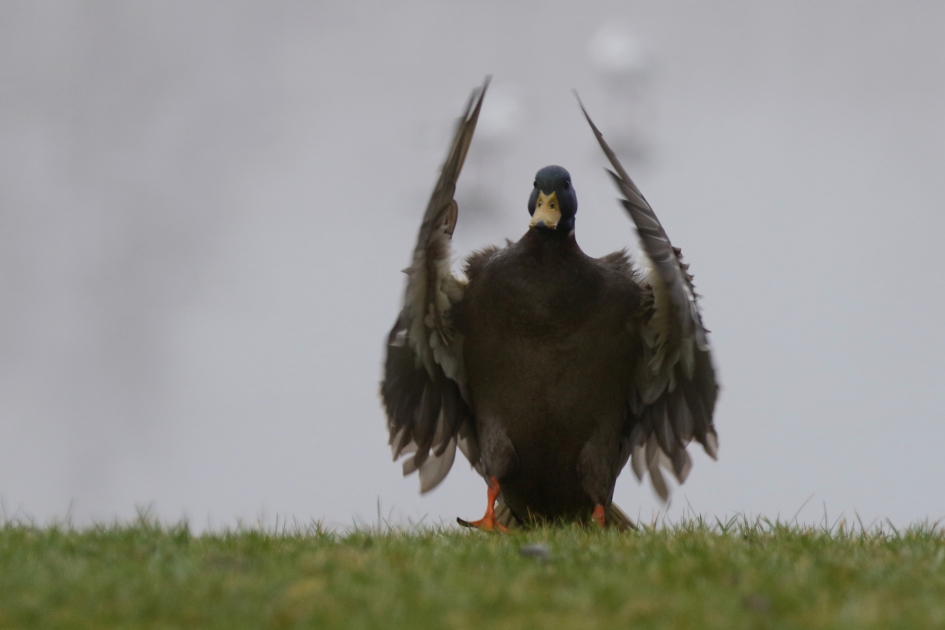 wilde eend -m- - Vogels - 