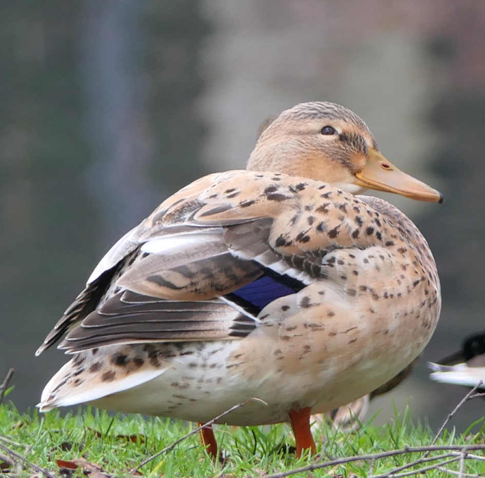 Wilde eend - Vogels - Wilde eend