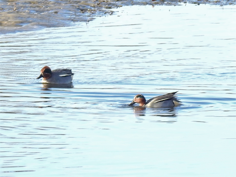 Wintertalingen mannetjes - Vogels - Wintertaling