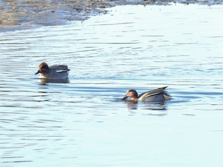 Wintertalingen mannetjes