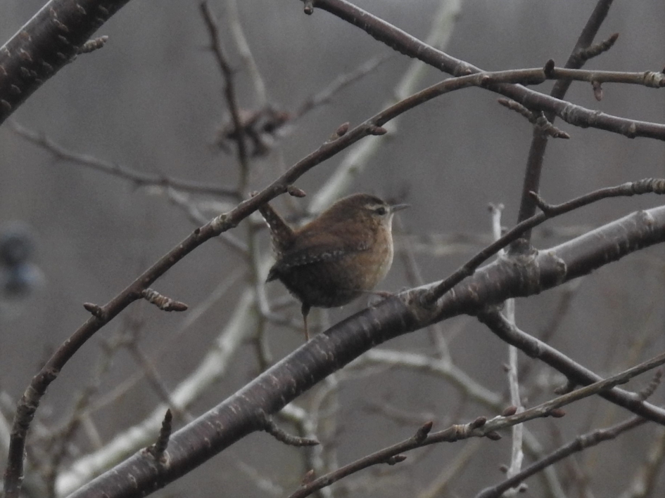 Winterkoninkje in de houtwal. - Vogels - Winterkoninkje
