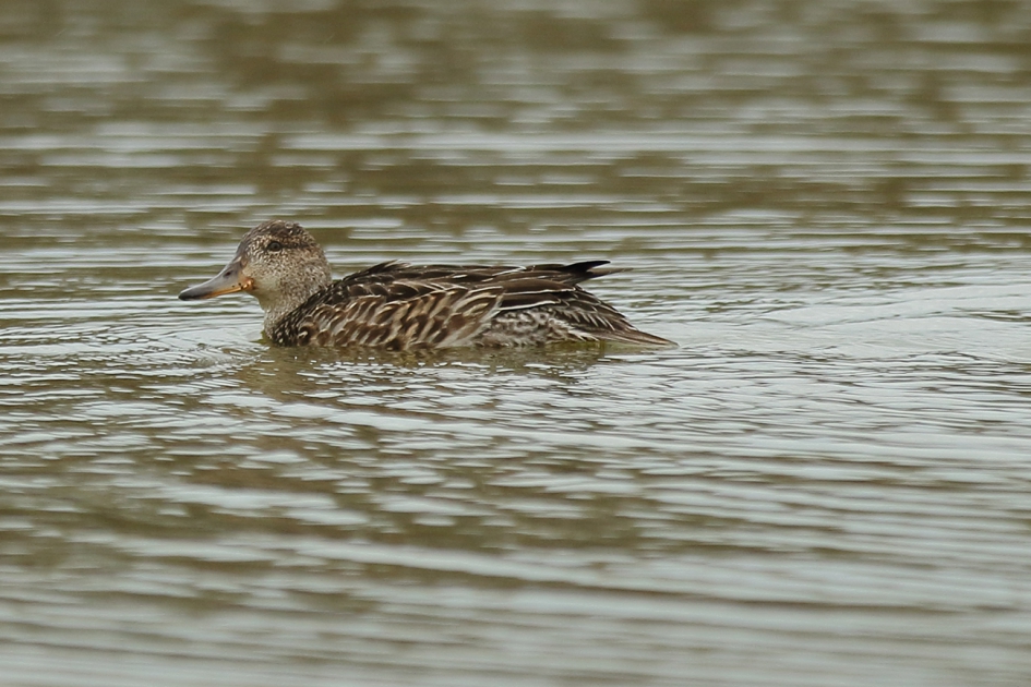 wintertaling -v- - Vogels - 