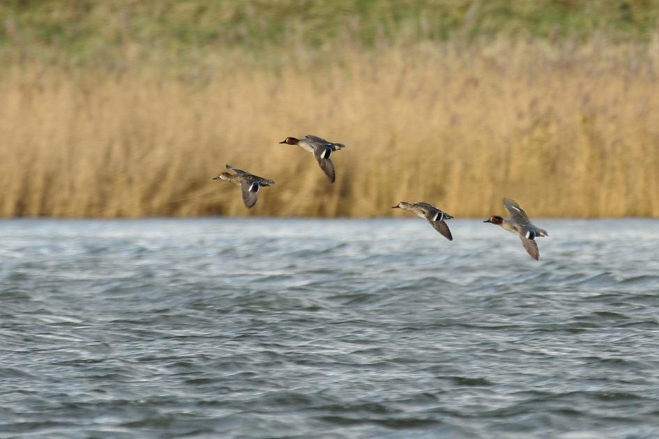 wintertaling koppeltjes - Vogels - 