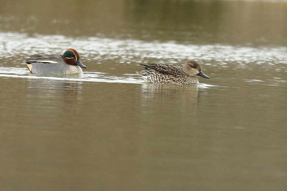 wintertaling m + v - Vogels - 