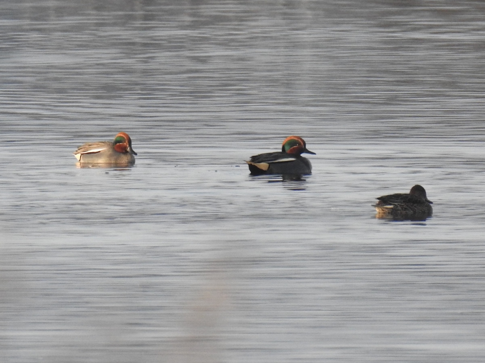 Wintertalingen  2x man en 1x vrouw - Vogels - Wintertaling