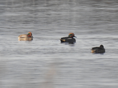 Wintertalingen  2x man en 1x vrouw