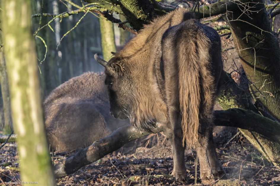 Wisent - Zoogdieren - Wisent