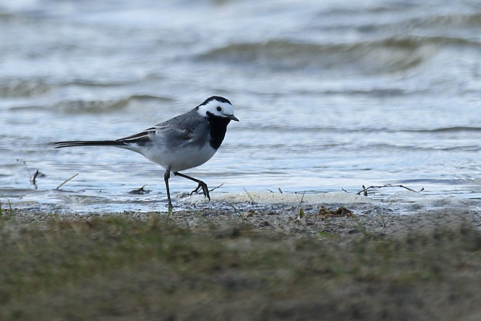 witte kwikstaart - Vogels - 