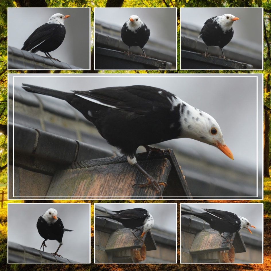 witte merel - Vogels - 
