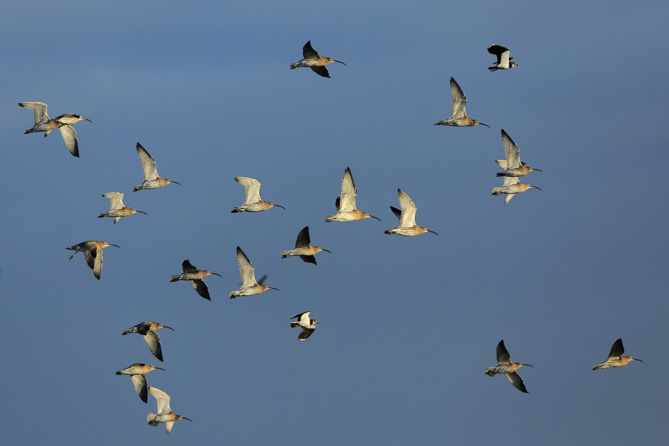 Wulps - Vogels - Wulp