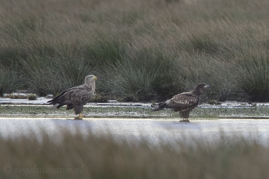 Zeearend moeder met dochter - Vogels - zeearend