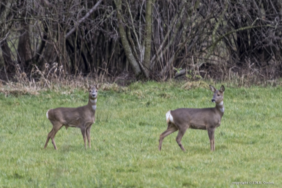 Zeg maar nee... - Zoogdieren - Ree