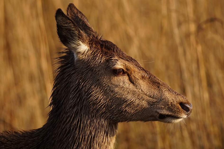 Zeldzaam zonlicht - Zoogdieren - Edelhert