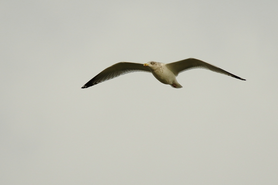 zilvermeeuw -adult in winterkleed- - Vogels - 